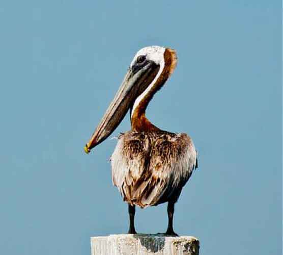 自动攻击网站工具下载