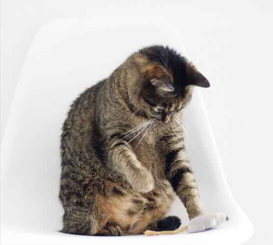 革命性突破且具有创新意义的免费ddos攻击网页端